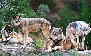 Wolfpack, predators, nature, wolves, wildlife HD wallpaper