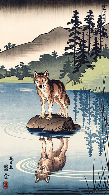 Serene Wolf Cub: A Tranquil Experience, wolf, water, landscape HD phone wallpaper