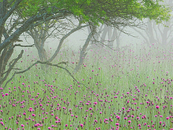Nature, Flowers, Wood, Tree, Fog, Branches, Branch, Morning HD wallpaper