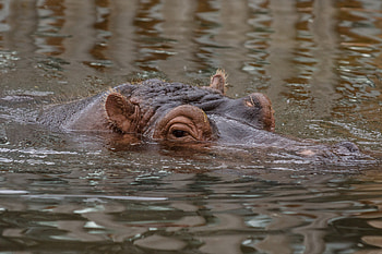 Animals, Eyes, Animal, Under Water, Underwater, Hippopotamus HD wallpaper
