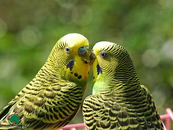 adi, birds, animals HD wallpaper