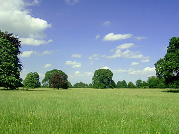 Green scenary, grass, nature, cloud, tree HD wallpaper