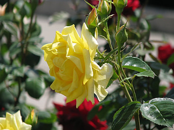 Plants, Flowers, Roses HD wallpaper