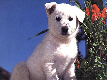 Kuvasz puppy, dog, puppy, white, flower, pet HD wallpaper
