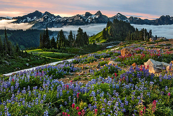 Heaven, flowers, flower, mountain HD wallpaper