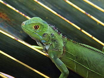 Animals, Leaves, Lizard, Reptile, Crawl HD wallpaper