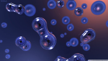 Cell Biology Cell division HD wallpaper