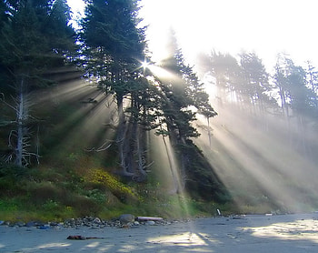 Early Light, rays, sand, sunlight, trees, grass, rocks, forest HD wallpaper