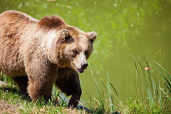 A majestic grizzly bear standing near a pond in its natural habitat, full of life. HD wallpaper