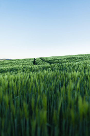 Nature, Field, Hill, Track, Trace HD phone wallpaper