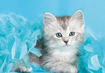 Kitten, pisica, blue, animal, rachael hale, cute, cat HD wallpaper
