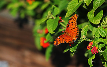 Pretty Little Butterfly, cute, orange, little, leaves, butterfly, pretty, green, red, colourful HD wallpaper