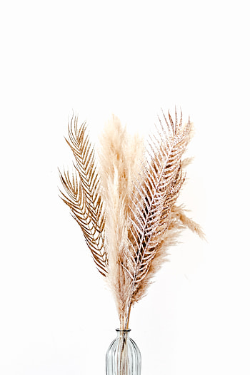 Feather, Minimalism, Bouquet, Vase HD phone wallpaper