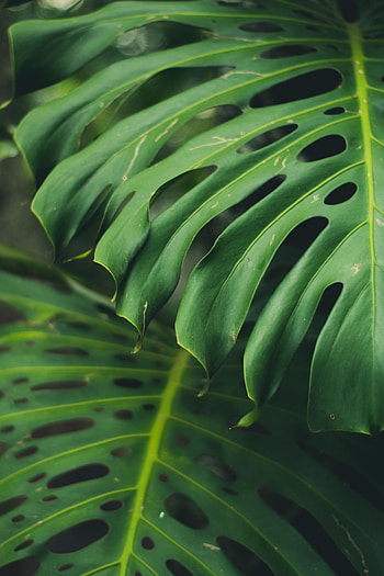 Close up, big, green leaf HD phone wallpaper