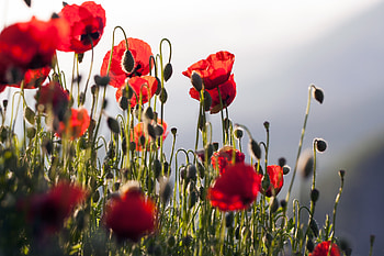 Poppy field, meadow, plants, red flowers HD wallpaper