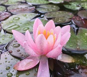 Water drops, lake, lotus, pink flower HD wallpaper