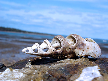 shell on the shore, sand, graphy, beauty, beach, shell, wet, abstract, nature, water, seashell, ocean HD wallpaper