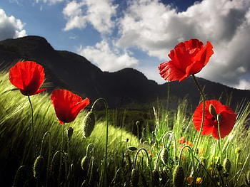 Beautiful Red Poppy, white, green, red, sky, mountain HD wallpaper