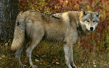 Animals, Grass, Wood, Tree, Predator, Wolf HD wallpaper