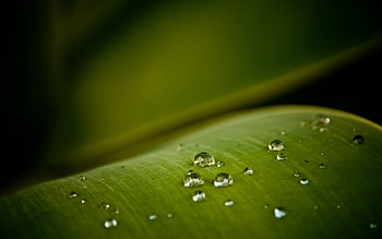Background, Drops HD wallpaper