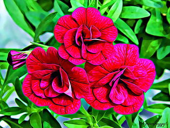 ABSTRACT GERANIUMS, FLOWERS, GERANIUMS, FRACTAL, ABSTRACT HD wallpaper