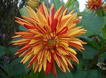 Flowers, Flower, Close-Up, Greens, Striped, Bicolor, Dahlia, Dichromatic HD wallpaper