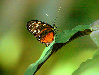 Tiny beauty, brown, butterfly, yellow, green, leaf, orange HD wallpaper