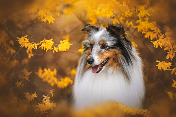 Golden Autumn Sheltie —, Animal, shetland sheepdog HD wallpaper