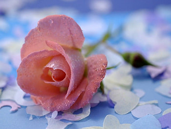 Pink rose, flowers, roses HD wallpaper