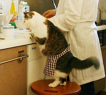 Mama's Little Helper, milk, white, dishes, juice, cat, tabby, stool, woman, cups, apron, sink HD wallpaper