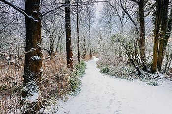 Winter, Nature, Trees, Snow, Bush, Forest, Path HD wallpaper