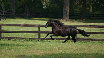 Black Horse, horse, beautiful, black HD wallpaper