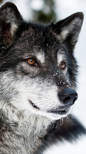 Lone Wolf Group 72. Screenshot 2 HD phone wallpaper