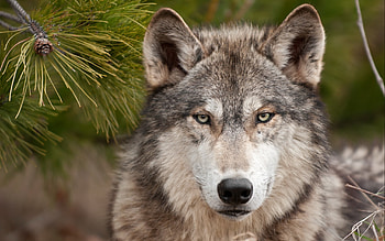 Gray Wolf, Shallow focus graphy, Brown HD wallpaper