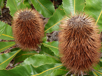 Banksia, native, graphy, flower, tree HD wallpaper