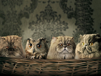 Animals, Cats, Owl HD wallpaper