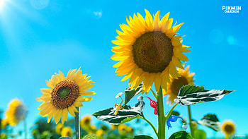 Pikmin in Bloom: Stunning Sunflower Adventure, Pikmin HD wallpaper