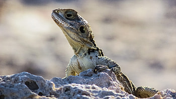 Animals, Stones, Lizard, Reptile, Head HD wallpaper