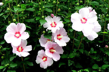 Flowers, Disbanded, Loose, Stems, High, Mallow HD wallpaper
