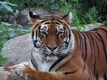 Animals, Tigers HD wallpaper