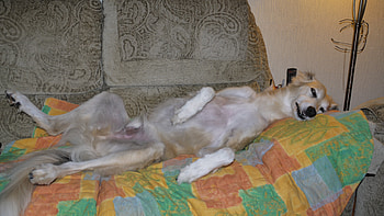 His highness King Rafi, dogs, lurchers, saluki, animals HD wallpaper