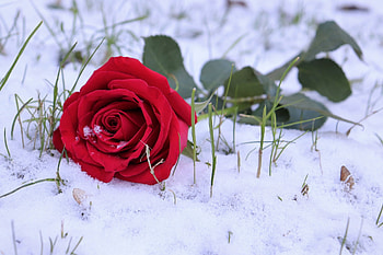 flowers, roses, abstract, red HD wallpaper