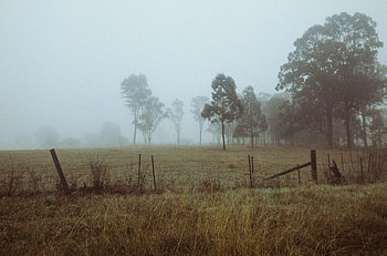 Nature, Trees, Grass, Dawn, Fog, Field HD wallpaper