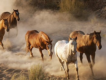 Wild horses, animal, run, horse, life HD wallpaper