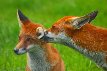Foxy love, couple, cute, fox, wild life HD wallpaper