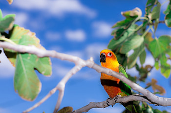 Animals, Parrots, Branch, Endaya, Yendaya HD wallpaper