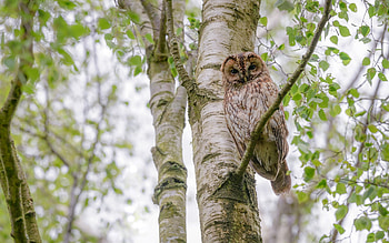Tawny Owl, trees, birches, bird, owl HD wallpaper