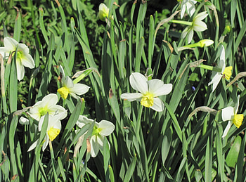 Flowers, Narcissussi, Greens, Flower Bed, Flowerbed, Spring HD wallpaper