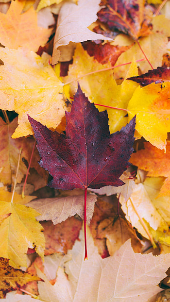 Leaf Nature, Autumn leaves HD phone wallpaper
