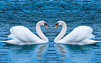 Swan Love Birds, swan, birds, love, couple HD wallpaper